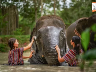 Elephant Jungle Sanctuary Half-Day Visit with Meal